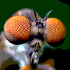 Avatar du membre