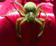 Avatar du membre