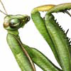 Avatar du membre