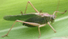 Avatar du membre