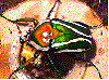 Avatar du membre