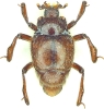 Avatar du membre