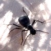 Avatar du membre