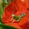 Avatar du membre