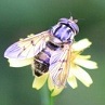 Avatar du membre