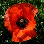 Avatar du membre