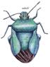 Avatar du membre