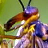 Avatar du membre